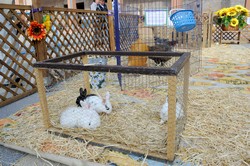 Granja animales Pza. España 7