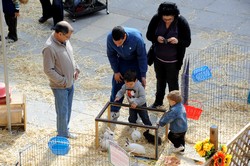 Granja animales Pza. España 20