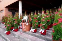 Campaña La Navidad está en tu barrio (1)