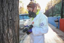 Tratamiento árbol galeruca endoterapia (2)