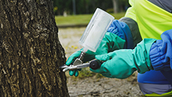 Campaña galeruca en los Olmos (4) p