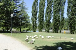 Pactos alcaldes medio ambiente