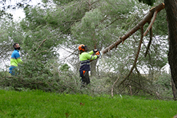 Visita alcaldesa los trabajos de limpieza y tala de arboles P
