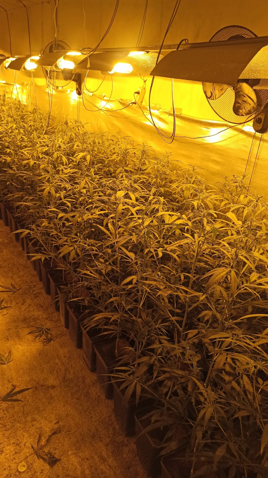 La Policía Municipal de Móstoles desmantela dos nuevas plantaciones domésticas de marihuana en Las Sabinas (1)