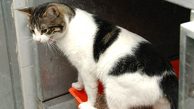 destacada COLINAS FELINAS