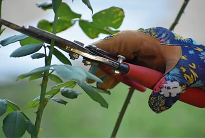 destacada Cartel Taller de poda de árboles frutales copia