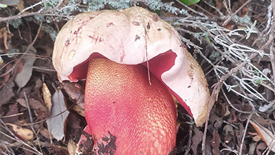 DESTACADA XXXI JORNADAS micológicas copia