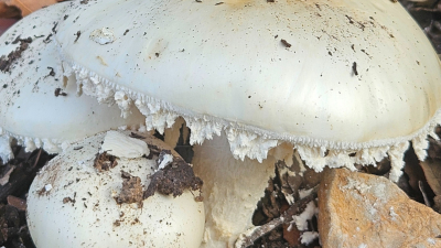 destacada noticia CARTEL XXXII JORNADAS MICOLOGICAS 2025