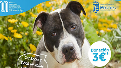 destacada II Marcha Dog (1)