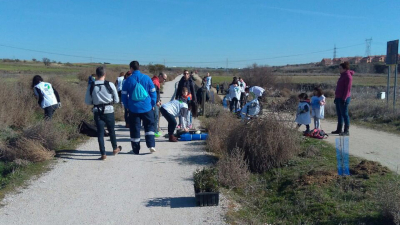 destacada plantación árboles familias