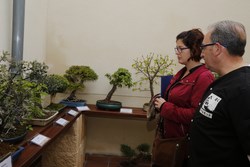 Exposicion Bonsais 1 (Copiar)