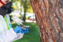 Tratamientos de control de la oruga procesionaria (4)