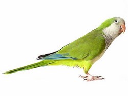 Nido cotorras Argentinas 1