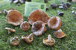 Jornadas micologicas 2020 peq