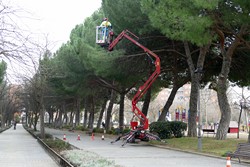 desinsectación plaga de procesionarias 1