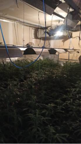 La Policía Municipal de Móstoles desmantela dos nuevas plantaciones domésticas de marihuana en Las Sabinas (2)