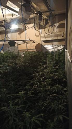 La Policía Municipal de Móstoles desmantela dos nuevas plantaciones domésticas de marihuana en Las Sabinas (3)