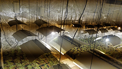 Intervención de más de 400 plantas de marihuana en Las Sabinas