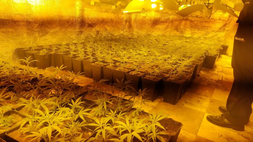 Intervención de más de 400 plantas de marihuana en Las Sabinas