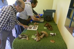 Sociedad Micológica 1