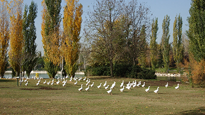 cierre parques por vienteo