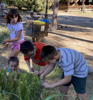 1 - Quién es quién en la naturaleza urbana