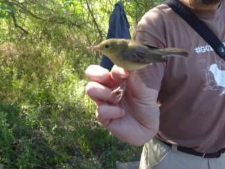 Jornada de anillamiento de aves 9 -p