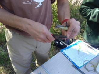 Jornada de anillamiento de aves 8 - p