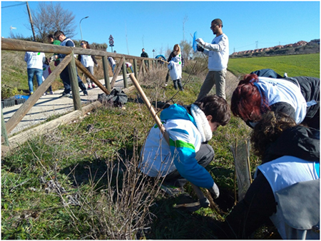 Plantación de árboles y arbustos 10