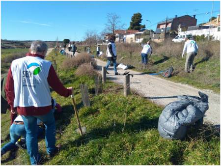 Plantación de árboles y arbustos 11