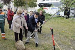 Un arbol por el Parkinson 2