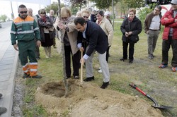 Un arbol por el Parkinson 3