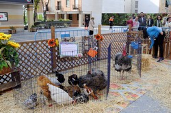 Granja animales Pza. España 1