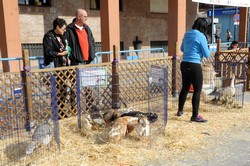 Granja animales Pza. España 5