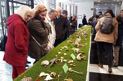 XXVI jornadas micológicas 1