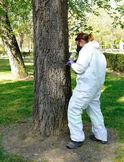 tratamiento galeruca 1P