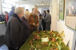 Expo Micologica 7