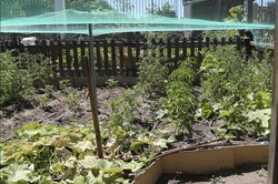 Visita Huertos municipales ecologicos 6