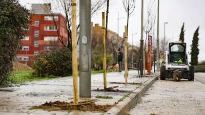destacada El Ayuntamiento de Móstoles plantará más de 1.000 árboles en el PAU-4 (1)
