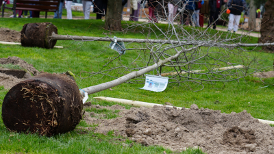 destacada Día Árbol