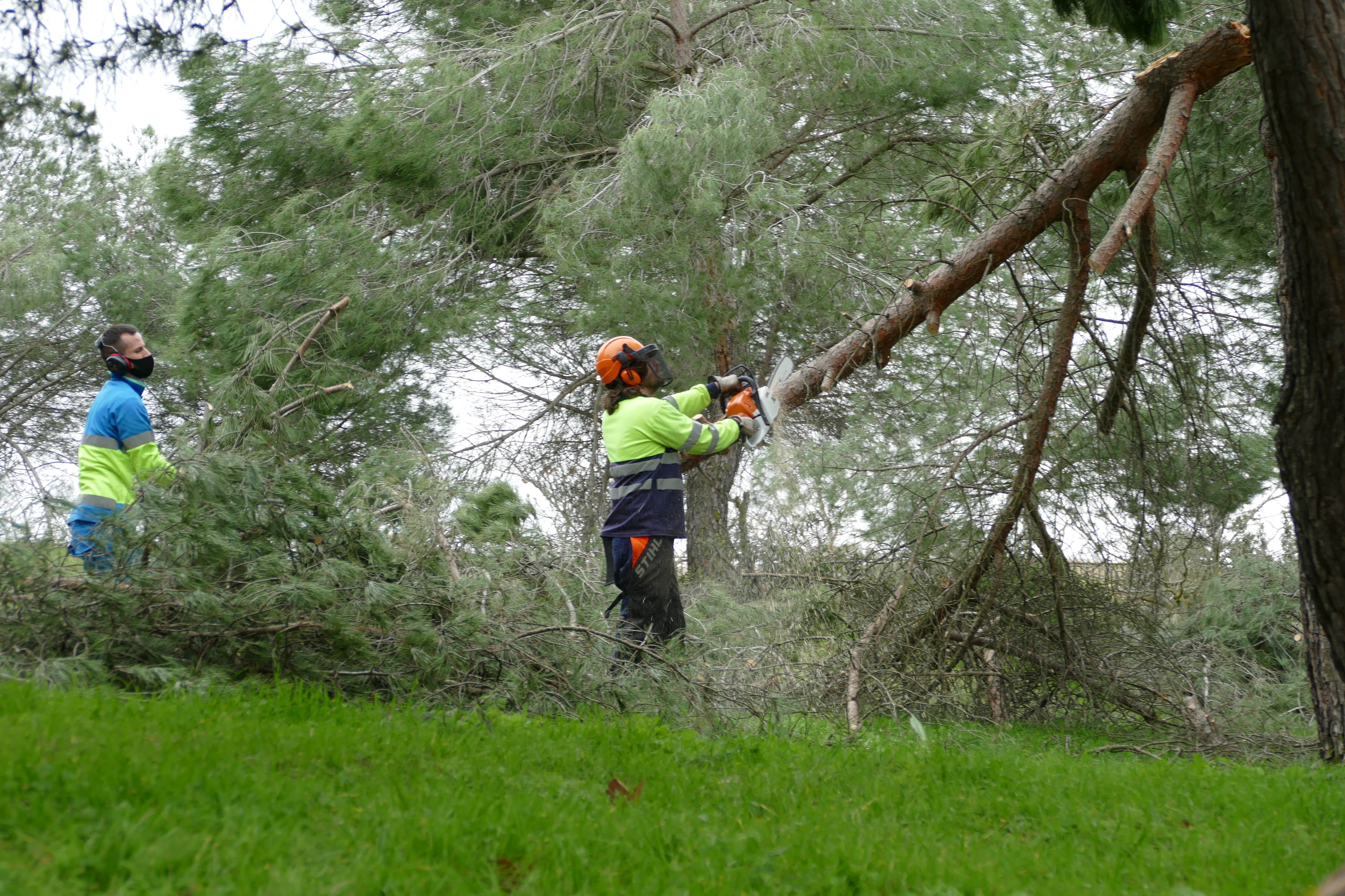 Visita alcaldesa los trabajos de limpieza y tala de arboles P