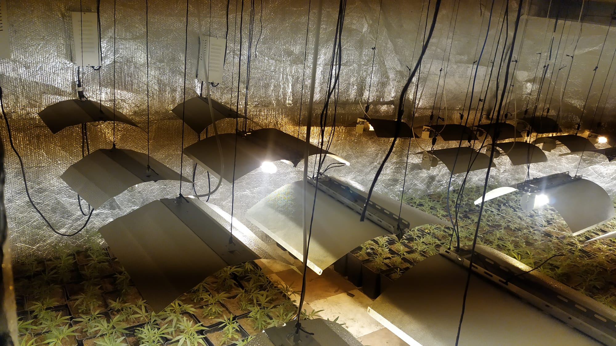 Intervención de más de 400 plantas de marihuana en Las Sabinas