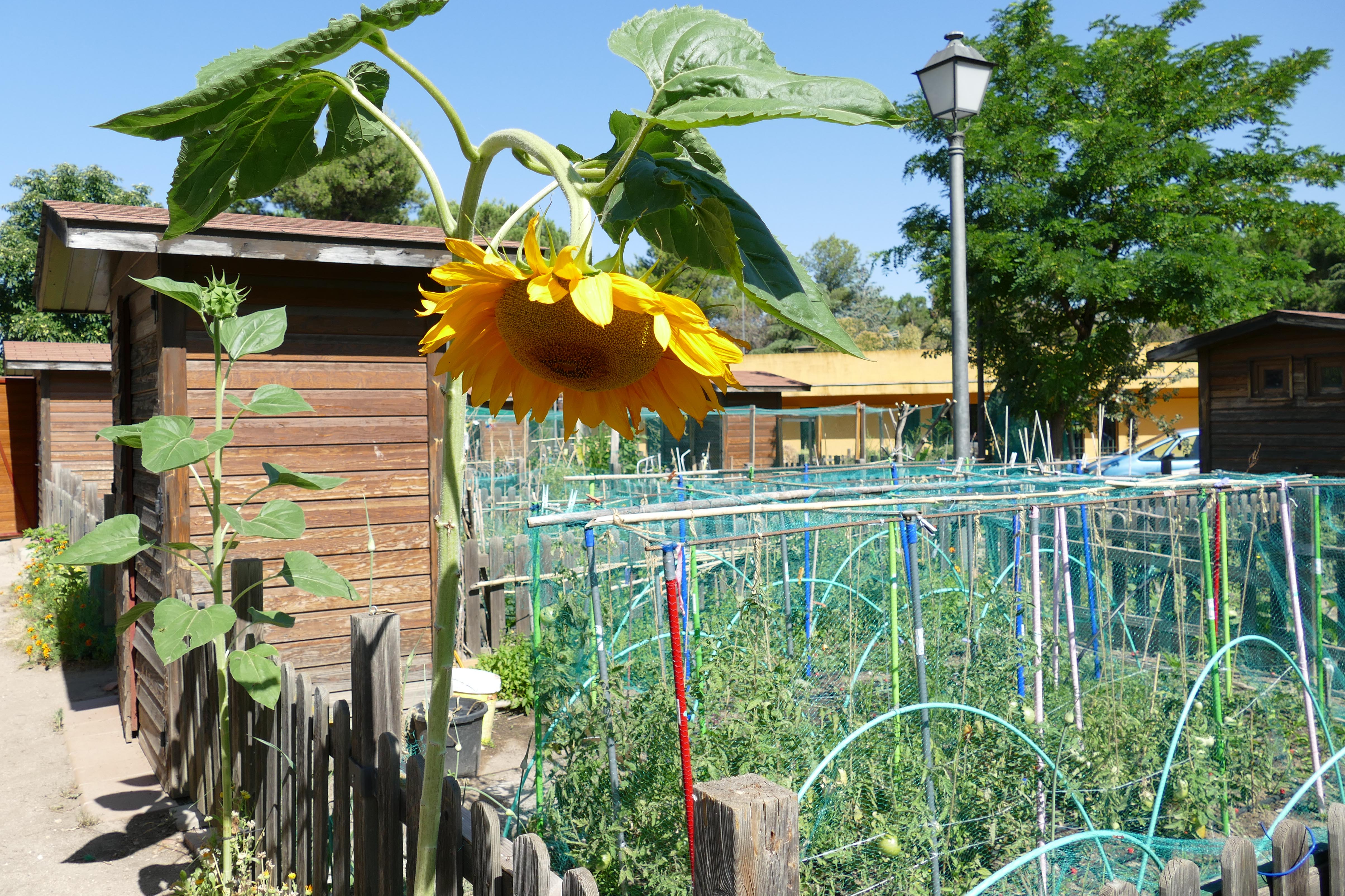 Huertos ecológicos para mayoresp