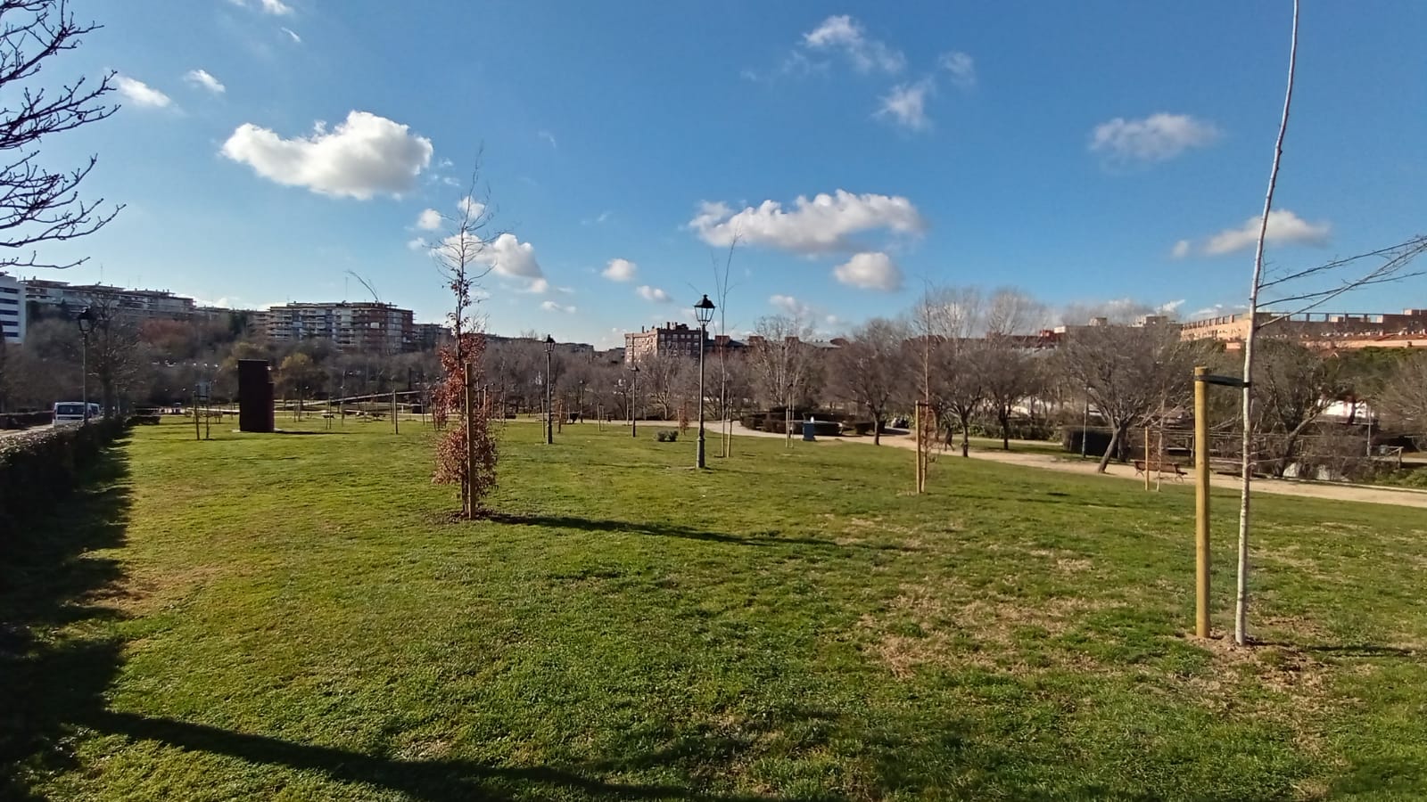 plantacion Prado Ovejero p