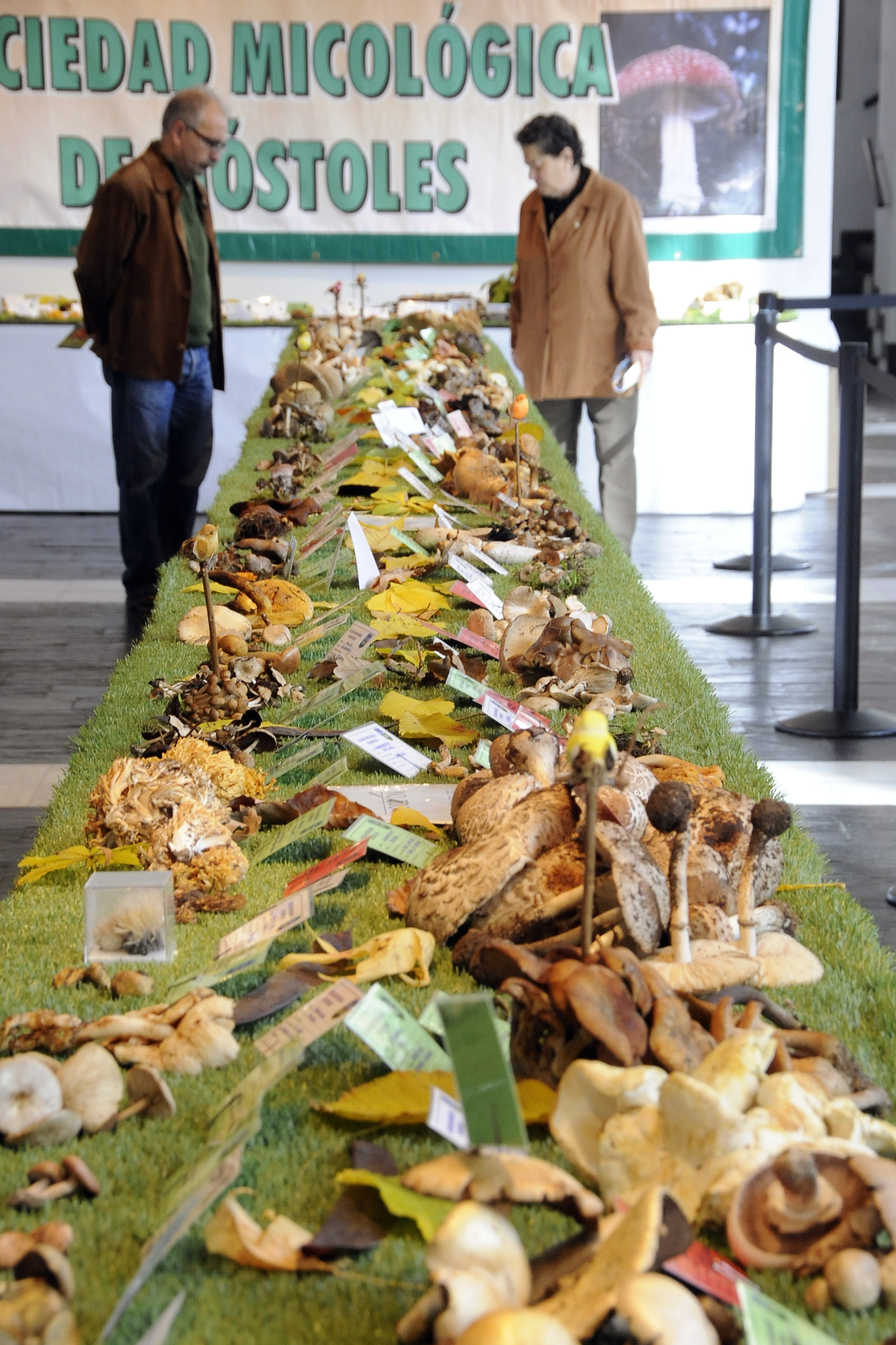 Jornadas Micológicas 2
