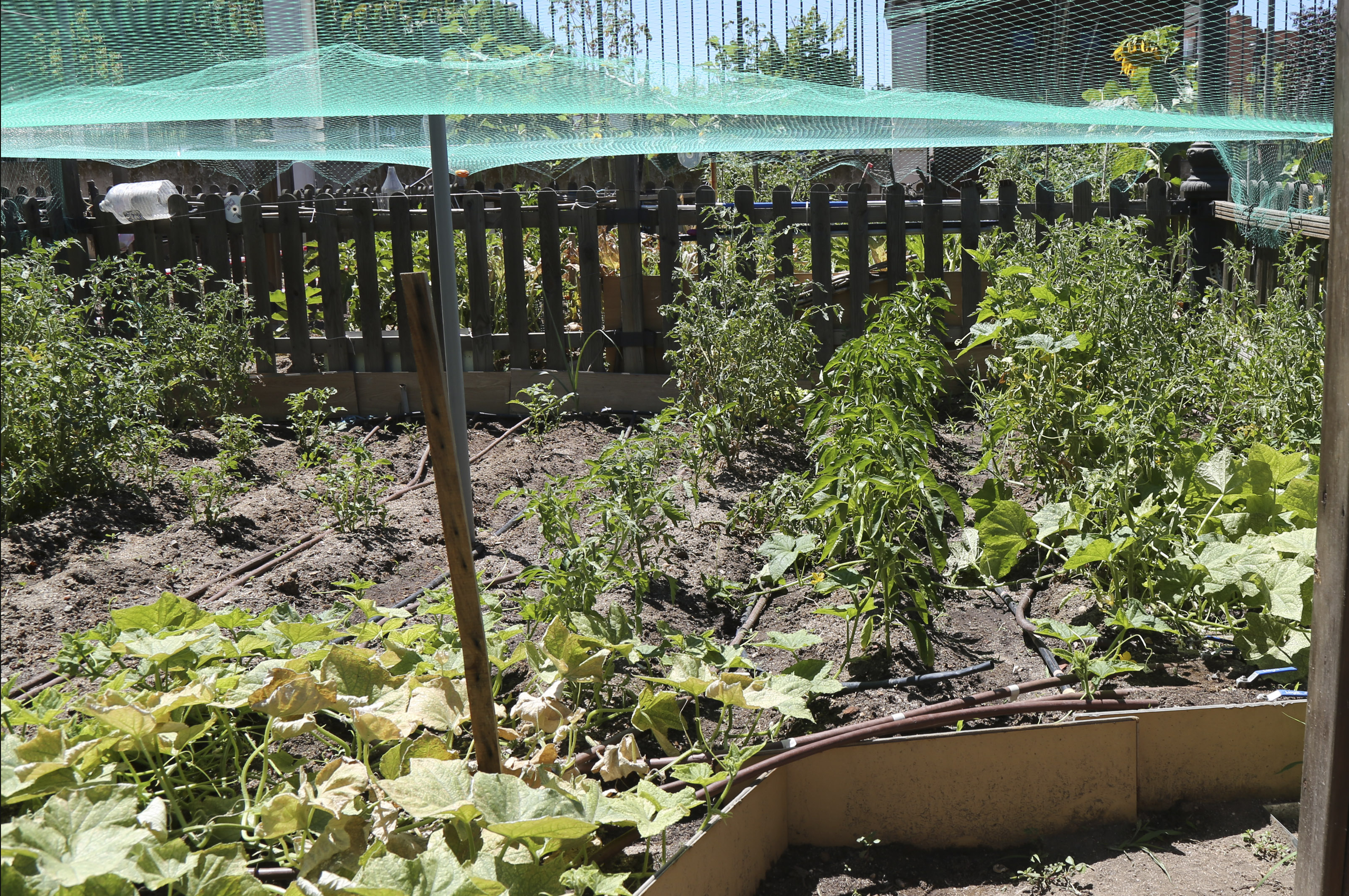 Visita Huertos municipales ecologicos 6