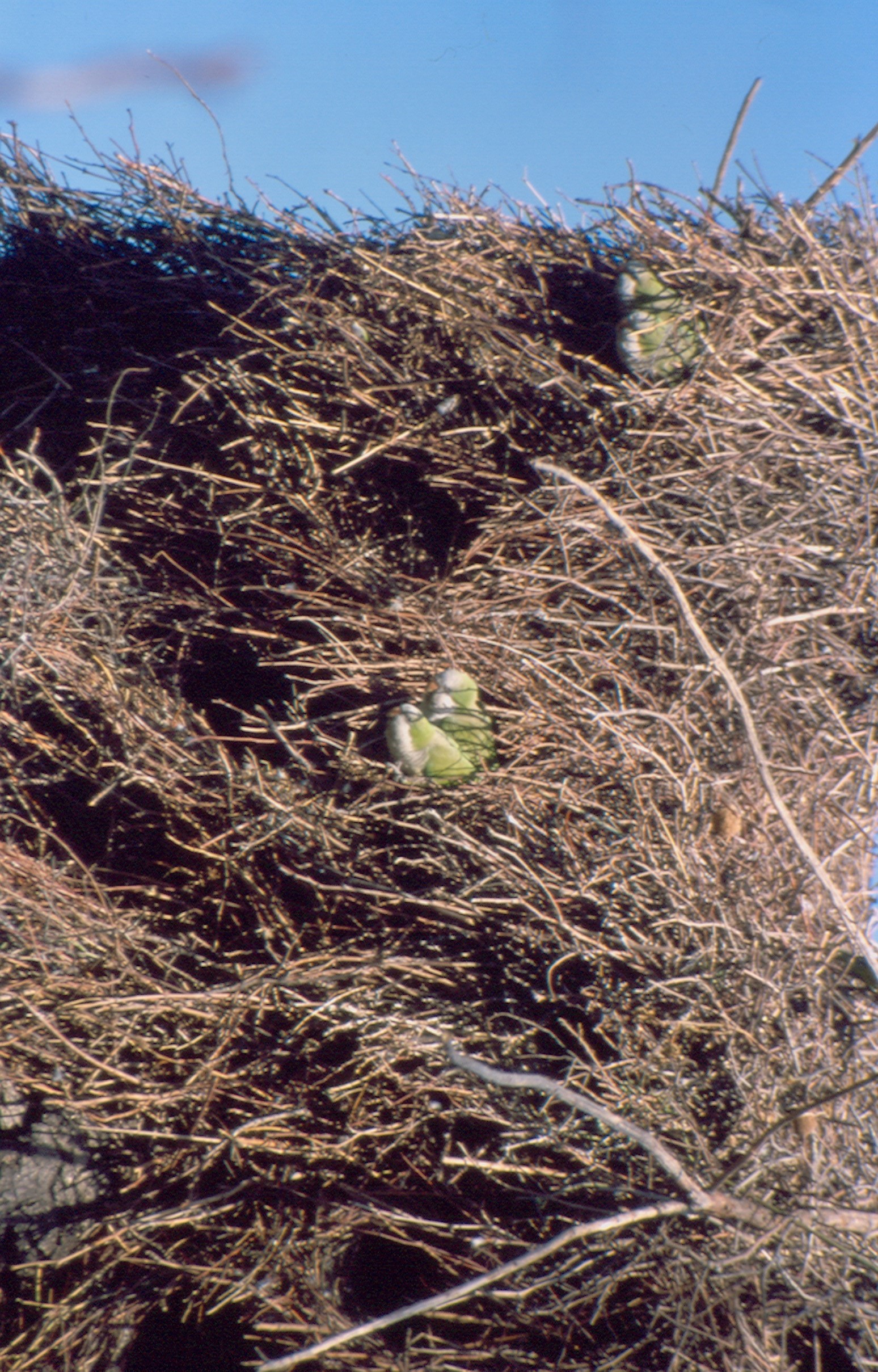 Nido cotorras Argentinas 2