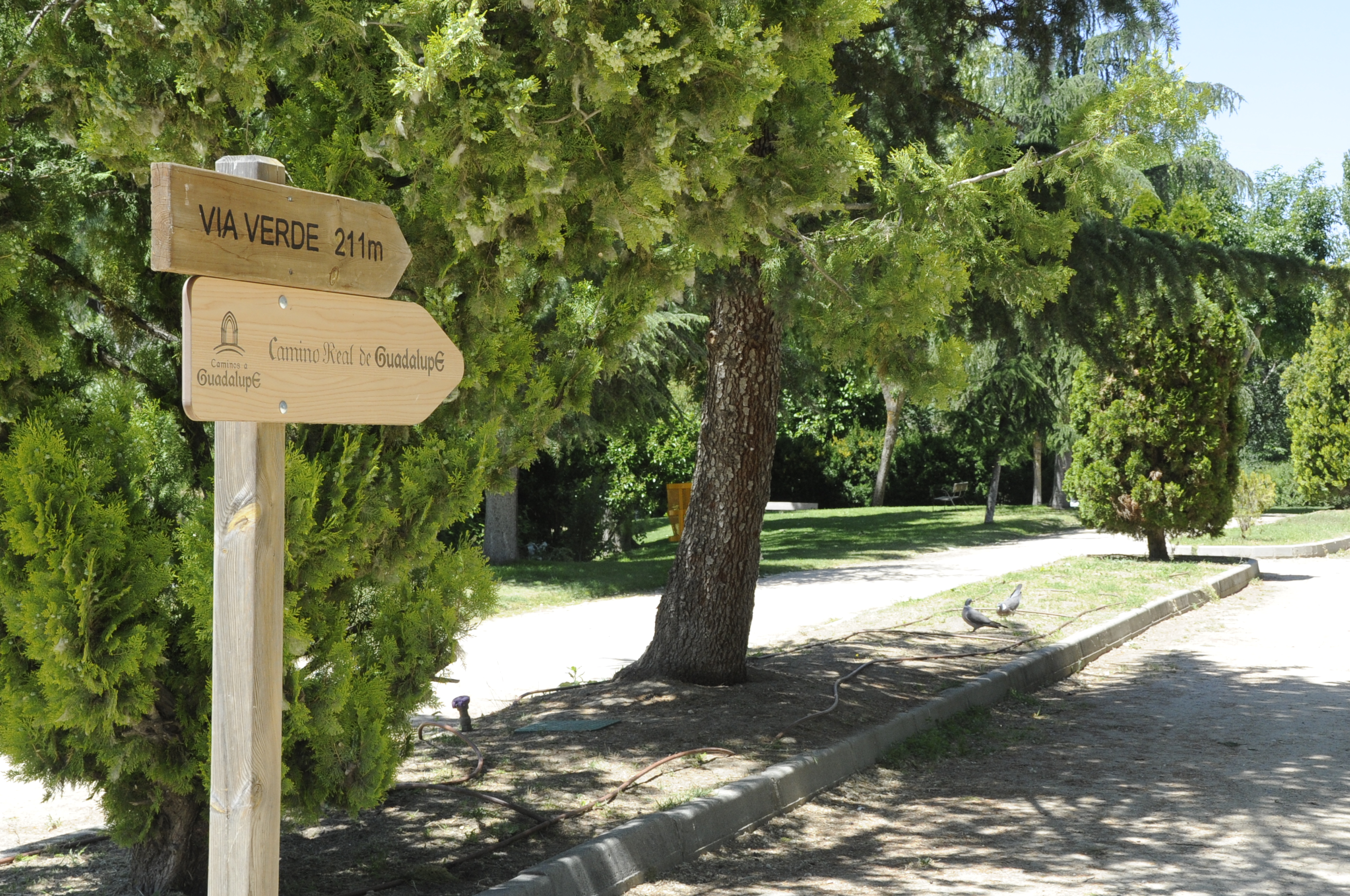 Cerca de 2.000 nuevos árboles reverdecerán la ciudad